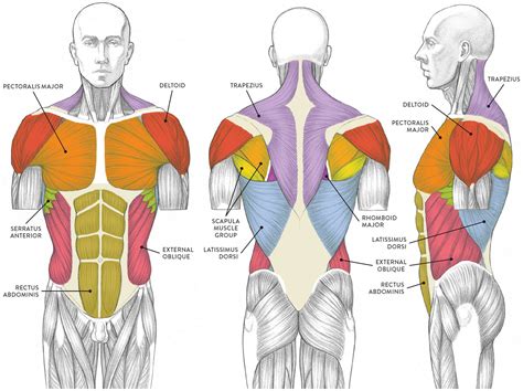 Anterior Muscles Of The Body Labeled Muscles Of The Neck And Torso Images And Photos Finder