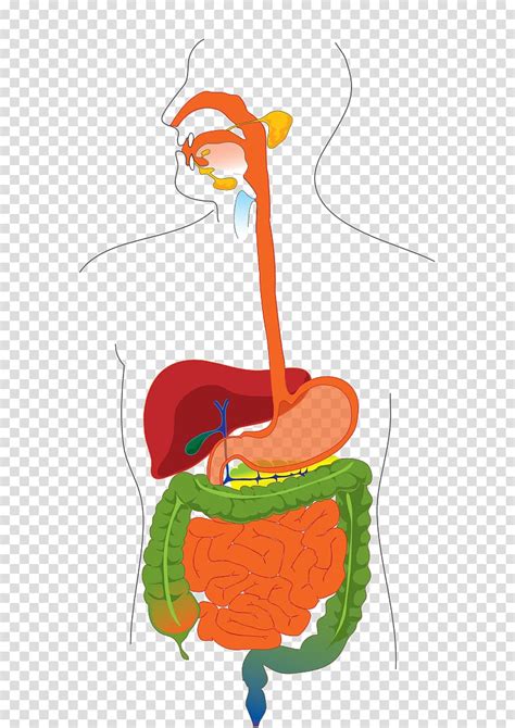Free Download Gastrointestinal Tract Human Digestive System Diagram