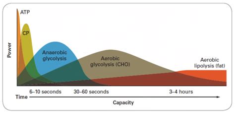 Energy Systems - Sports Science