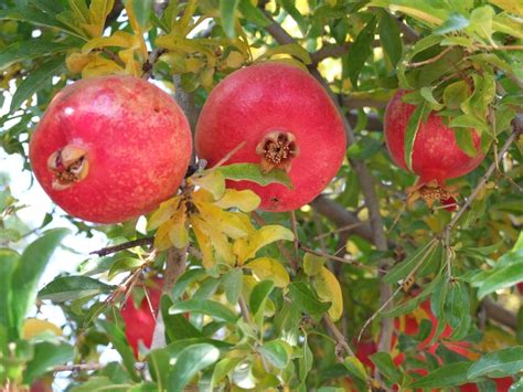 Quality Answers: TOP 10 POMEGRANATE HEALTH BENEFITS