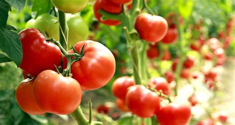 How To Grow Tomatoes Growing Tomatoes Tomato Plants Planting Vegetables
