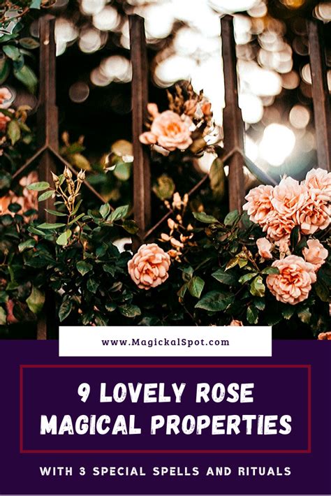 Heres Everything You Need To Know About Rose Magical Properties And