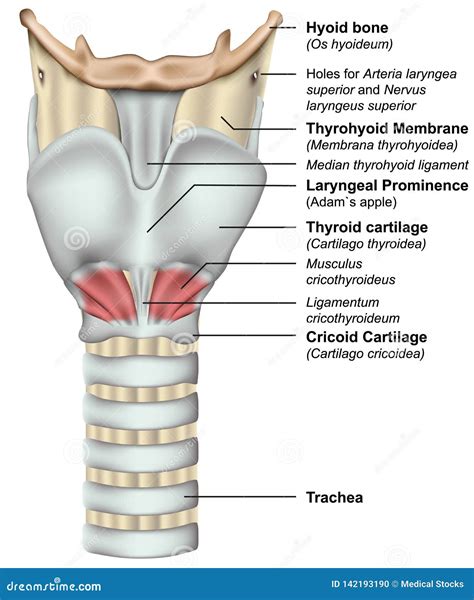 Anatomy Of The Larynx 3d Medical Illustration On White Background Stock