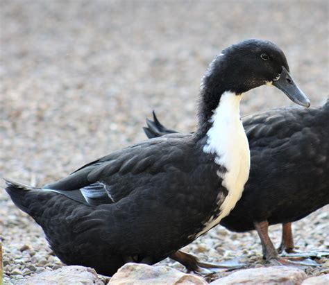 Check spelling or type a new query. Black Swedish Ducks : Ducklings for Sale | Cackle Hatchery