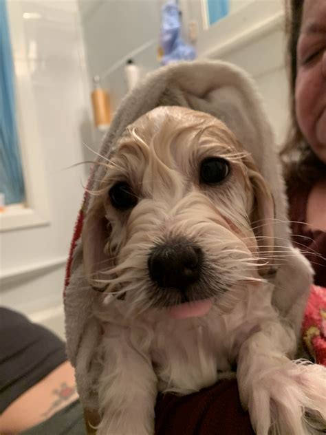 Healthy well socialized akc shih tzu puppies. Shih Tzu Puppies For Sale | Rochester, MN #321123