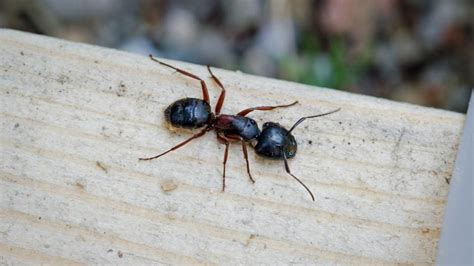 How To Get Rid Of Carpenter Ants Forbes Home