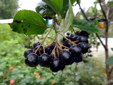 Черноплодная рябина диета Черноплодная рябина Кархумяки - описание сорта, фото, саженцы, посадка Черноплодная рябина Кархумяки - описание сорта, фото, саженцы, посадка Черноплодная рябина диета