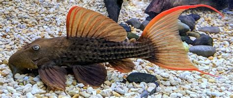 Red Fin Cactus Pleco L024 22 25cm Sweet Knowle Aquatics Online Shop