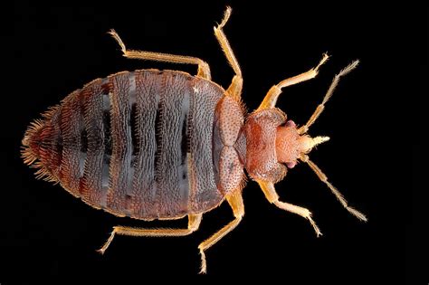 Although some have found these home remedies to be effective, it's best to leave a pest control problem to the experts. Bed Bug Exterminator & Bed Bug Treatment in NJ & FL ...