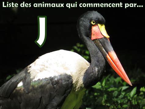 Liste des animaux en J - liste-animaux.com