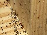 Photos of Black Termite Droppings