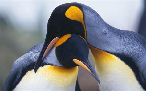 Animal Penguin Hd Wallpaper