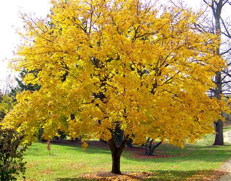 Yellow Maple Tree Free Stock Photo Public Domain Pictures