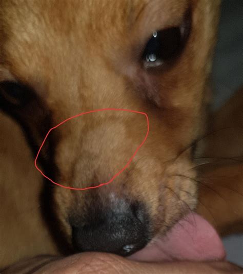 Red Bump On Dogs Nose