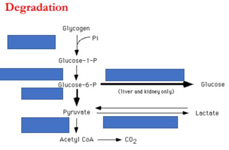 Glycogen Degradation Diagram Quizlet