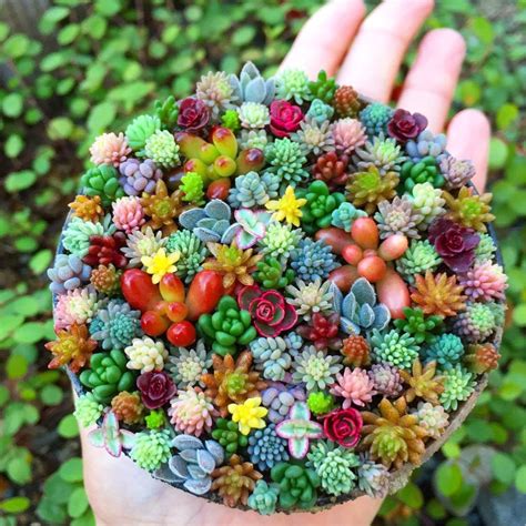 Tiny Succulent Planters Are The Cutest Thing You Will See