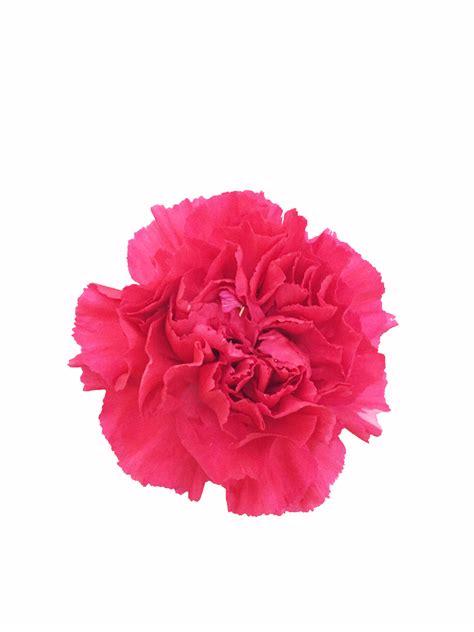 Hot Pink Carnations Wholesale | Metropolitan Wholesale | Metropolitan Wholesale