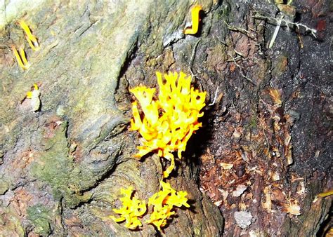 I suspect that it is a type of slime mold, but haven't been able to look it up yet. Largo Baywatch: Yellow Stag's Horn Fungus