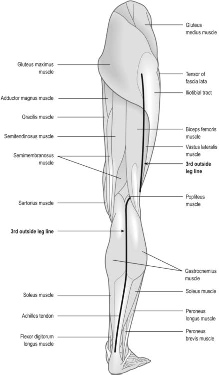 Deigram Of Outside Leg Muscles Leg Definition Bones Muscles Facts