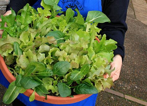 Container Gardening Growing Salad Bowls Food Renegade