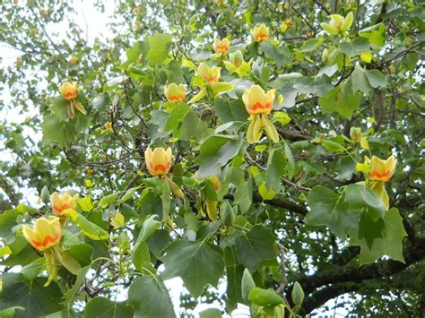 Cosa può esistere di più bello e mirabile degli alberi con i fiori? Liriodendro - Liriodendron tulipifera - Alberi - Liriodendro, Albero dei tulipani - Liriodendron ...
