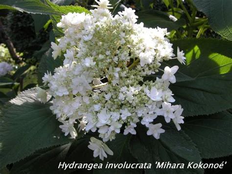 Hydrangea Involucrata Mihara Kokonoé Pepiniere Laurentfr