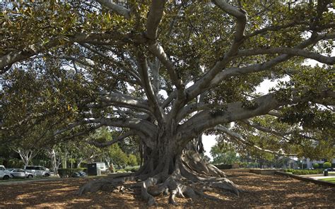 Magnolia Tree Beverly Hills The Largest Magnolia Tree Iv Flickr