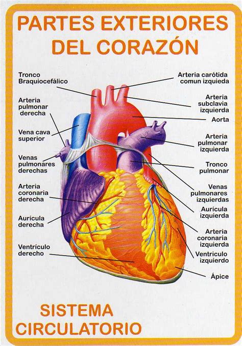 Atlas De AnatomÍa Humana Sistema Circulatorio Partes Exteriores Del