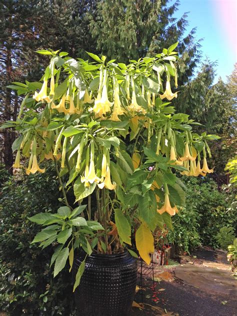 Brugmansia Burning Bush Bulbs And Cleome In The Fall Garden Black Gold