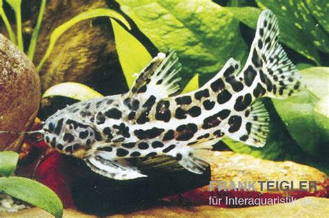 Angeblich war es 1x l15 und 3x l134 allerdings bin ich mir bei den l134ern nicht so sicher. Jaguardornwels, Liosomadoras oncinus Tiere Zierfische ...