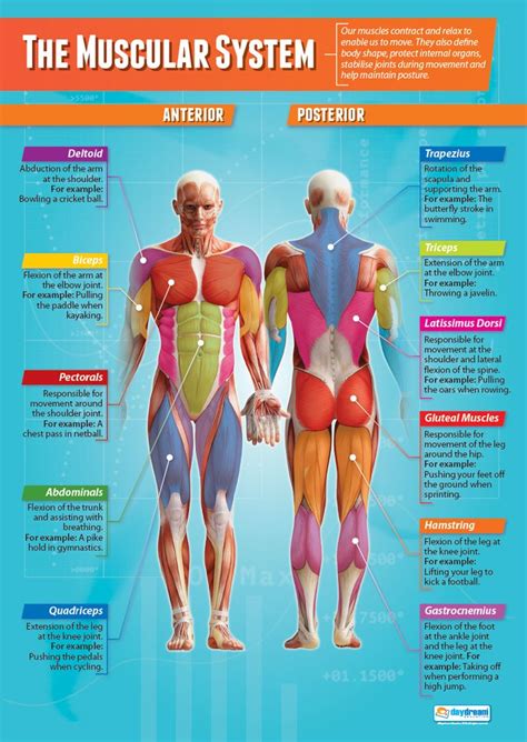 The Muscular System Pictures Koibana Info Muscular System Anatomy Muscular System Human