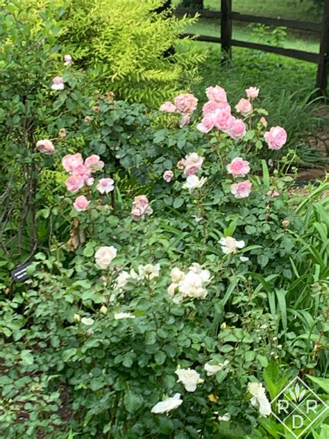 Buy olivia rose austin from david austin with a 5 year guarantee and expert aftercare. Rosa Olivia Rose Austin (1 of 1) - Red Dirt Ramblings®