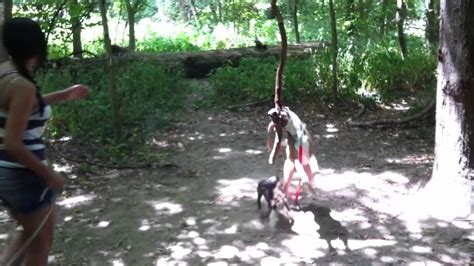For example, who says your dog has weak legs? Crazy funny dog walks on hind legs - YouTube