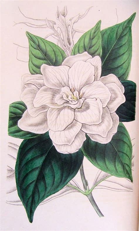 gardenia drawing figured are glossy lance shaped leaves and large double white flower