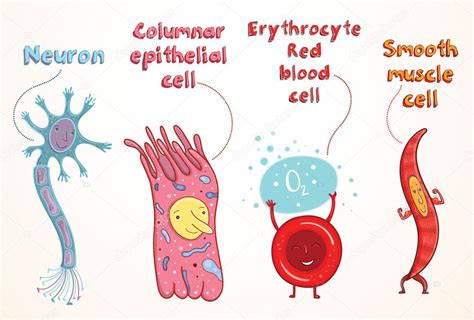 Celula Humana Y Sus Partes Tipos De Celulas Del Cuerpo Humano