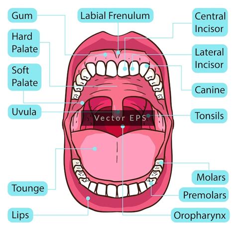 Premium Vector Human Mouth Teeth Body Parts Anatomy