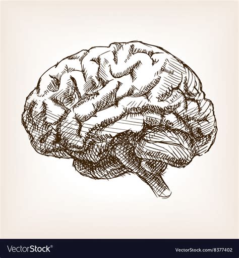 Human Brain Sketch Style Royalty Free Vector Image