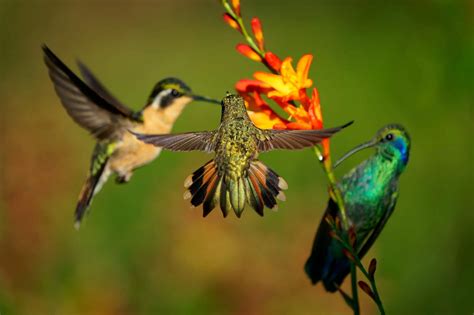 Ten Best Flowers That Attract Hummingbirds To Your Garden But Not Bees