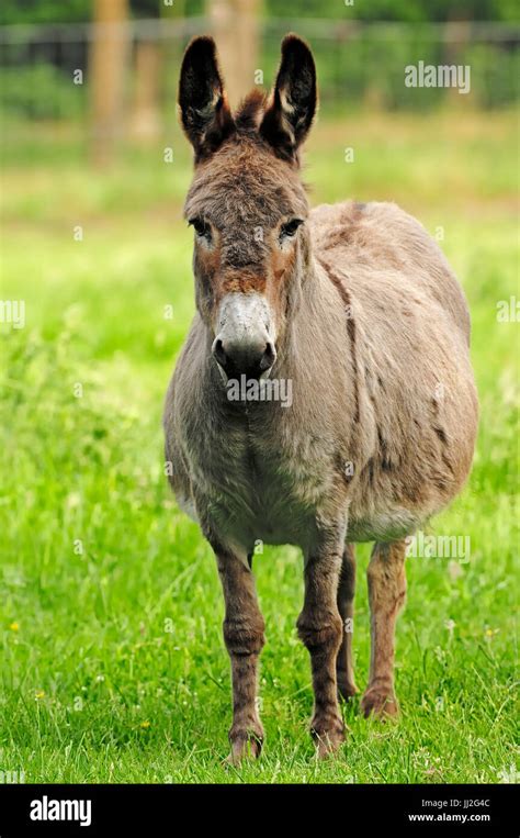 Donkey Mare Equus Asinus Hausesel Stute Equus Asinus Esel