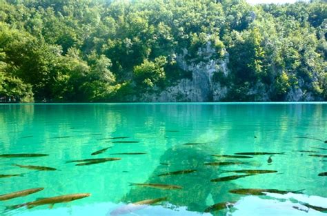 A Luminescent Lake Plitvice National Park Croatia Photorator