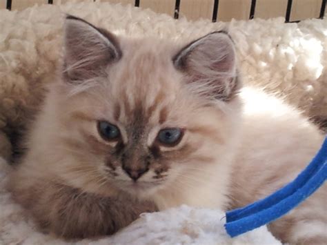 For a kitten who has all their shots and. Lynx Point Siamese Cat Breeds - Best Cat Wallpaper