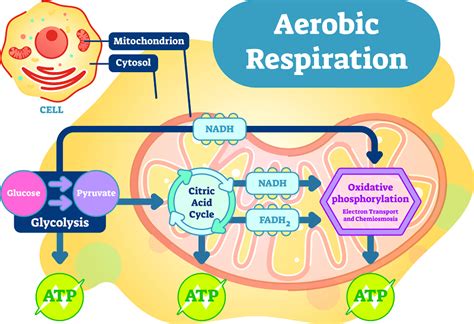 Aerobic Respiration The Definitive Guide Biology Dictionary