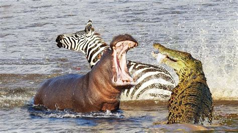 Angry Hippo Attack Crocodile Save Zebra Horse Hippo Vs Crocodile