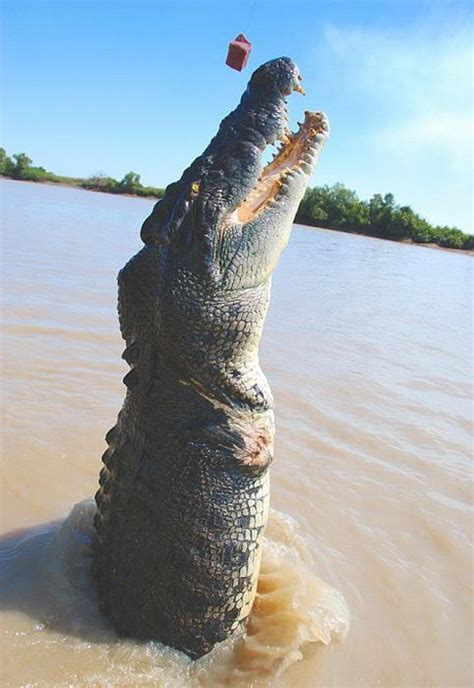 A La Rencontre De Brutus Le Crocodile Géant