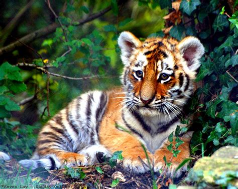 Well, i can check that off my bucket list. International Tiger Day is Tomorrow!