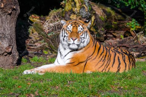 Premium Photo Portrait Of A Royal Bengal Tiger Alert And Staring At