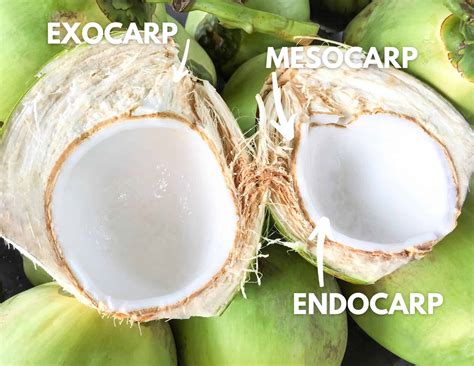Is Coconut A Nut Laptrinhx News