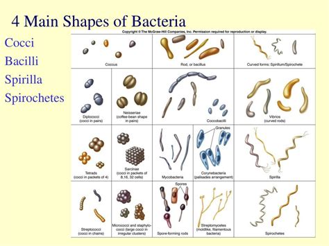 Bacteria Shapes Housesstart