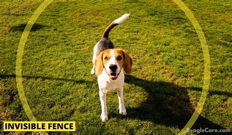 7 Best Types Of Fences For Beagle Proofing Your Yard Beagle Care