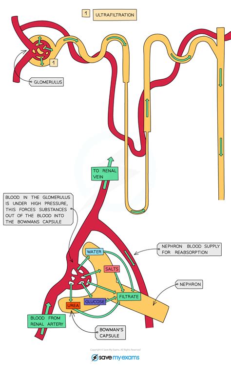Cie A Level Biology复习笔记1415 Formation Of Urine 翰林国际教育